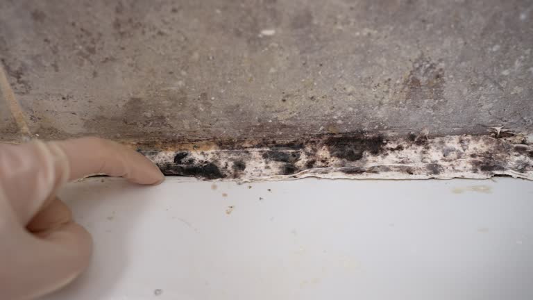 Best Commercial Mold Inspection  in Colonial Beach, VA